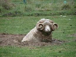 Truth Coming Out Of Her Well To Shame Mankind Print Https Powerbottomsonic Tumblr Com Post 187221860323 Unruffle Truth Coming Out Of Her Well To Shame Best Funny Pictures Sheep Funny Animals