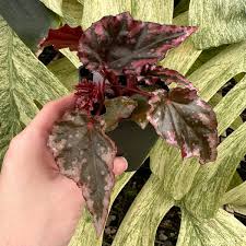 Image result for Begonia subscutata