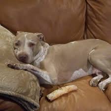 We did not find results for: Bullypit Is The American Bulldog Pitbull Mix Your Kind Of Dog K9 Web
