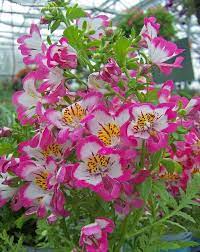 Poor Man S Orchid Schizanthus X Wisetonensis Treasure Trove Rose Bicolor Beautiful Flowers Amazing Flowers Orchids
