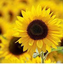 Sunflowers Where To Buy Sunflowers Sunflower Giant Sunflower
