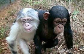 Komik Hayvanlar Google Da Ara Albino Animals Cute Animals Unusual Animals
