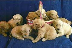 Find motorcycles, atvs, boats, cars, trucks, classic cars, pets, tractors and more! 65 Pets Ideas Pets Pet Dogs Puppies Puppies