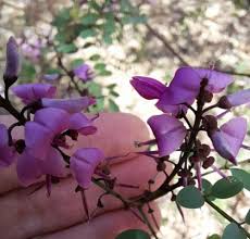 Image result for Indigofera erythrogramma