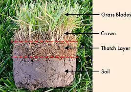 Spring is a good time to see if your lawn is developing a thatch problem by digging a core sample using a garden spade. Lawn Thatch Should You Dethatch Your Lawn