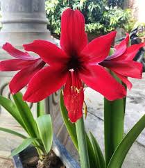 Namun seiring dengan perkembangan, bunga terompet diperbanyak dengan cara penyilangan atau stek dan dapat menghasilkan bunga. Flower Trumpet Color Red Bunga Terompet Warna Merah Steemit