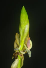 Image result for Bulbophyllum schinzianum