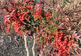 Check spelling or type a new query. Is Nandina An Invasive Plant Gardening Q A With George Weigel Pennlive Com