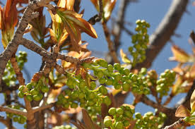 Image result for Ochna pulchra