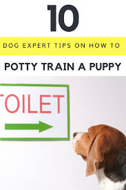 10 dog expert tips on housebreaking a puppy puppy training dog training obedience potty training puppy