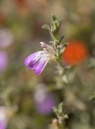 Image result for Pogonospermum