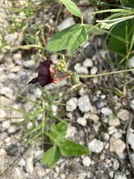 Image result for Macroptilium atropurpureum