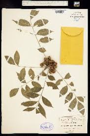 Image result for Trichilia quadrivalvis