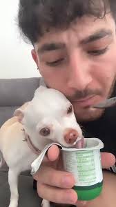 Niki ate all my yogurt 😝 #funny #reels #dogs #chihuahua #fbreels  #viralreels #chihuahualove