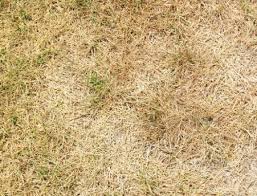 The key is to do regular fertilization meeting the lawn's needs. How Can I Control Weeds And Disease In My Centipede Grass Lawn In South Carolina Sodbusters