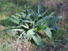 Image result for Crinum crassicaule