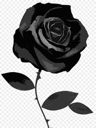 Maybe you would like to learn more about one of these? Gambar Bunga Mawar Hitam Wallpaper