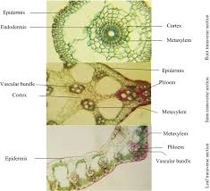 Image result for Fimbristylis aphylla