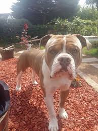 The best quality english bulldogs in the most beautiful rare colors or dark chocolate tri, bulldog puppies of lilac tri, black tri lilac bulldogs, and lilac tri old english bulldog puppies, chocolate olde english puppies for sale, blue bulldogs, blue tri. Bilder Sagen Mehr Als Worte Gbf Bulldog Clubs Webseite