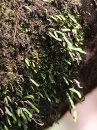 Image result for Grammitis