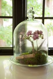 Susan Corrado Designs Fine Interior Design Chestnut Hill Ma Beautiful Terrariums Orchid Terrarium Orchids