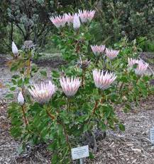 Protea Cynaroides Plantzafrica