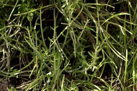 Image result for Kleinia longiflora