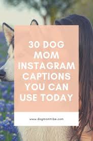 Pin On Great Dog Blogs