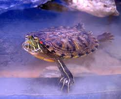 Symptoms include poor appetite and abnormal feces. Red Eared Slider Turtle Facts Habitat Diet Pet Care Pictures