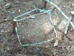 Dec 08, 2016 · here is how to create the basic wire snap trap: How To Build A Spring Snare Trap Youtube