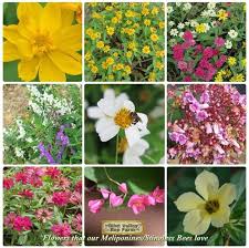 Geniotrigona thoracica and heterotrigona itama are preferred stingless bee species for commercial honey production in malaysia. Meliponine Or Stingless Bee Bilut Valley Bee Farm Facebook