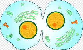 Jan 14, 2018 · it sends signals to the cells to grow, mature, divide and die. Cytokinesis Mitosis Cell Division Meiosis Animal Cells Biology Cell Metaphase Png Pngwing