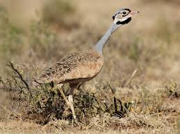 Image result for Burttia prunoides