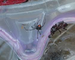 We've all heard the stories. Another Pinner Said I Found This Black Widow Spider In My Pool Clean Out Drain After Doing Some Online Re Pool Cleaning Clean Out Drain Black Widow Spider