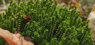 Image result for shrubby veronica hebe