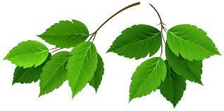 Embed this art into your website Branches With Green Leaves Clipart Gallery Yopriceville High Quality Images And Transparent Png Free Clipart
