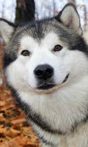 Maybe you would like to learn more about one of these? Husky Puppy Wallpaper For Android Apk Download