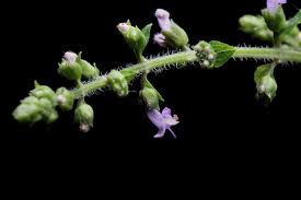 Image result for Cantinoa