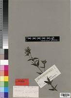 Image result for Conostomium natalense