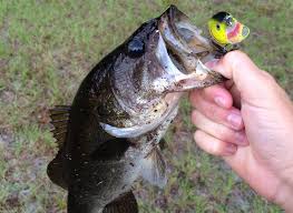 Spinnerbaits have just the right combo of color options, flash and vibration to trigger reluctant bass. Spring Crankbait Fishing For Cold Water Bass Rangetoreel