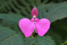 Image result for Impatiens stuhlmannii