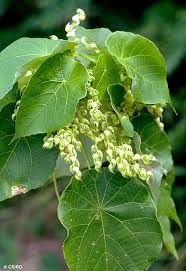 Image result for Macaranga schweinfurthii