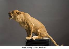 Lioness sue brierley us$ 37.99. Lioness Sitting Side View Stock Photos Lioness Sitting Side View Stock Images Alamy Lioness Big Cat Species Lion Side View