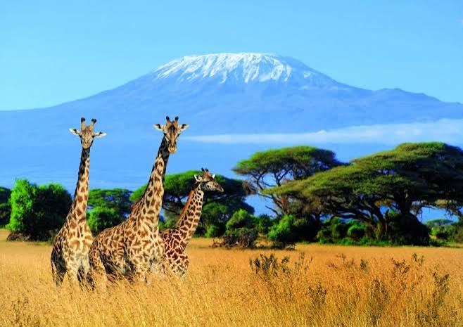 Ecotourism hotspots in Tanzania include wildlife safari National parks and Kilimanjaro trails Lemosho - The International Ecotourism Society