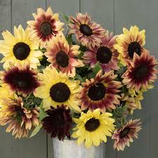 Sow in average soil in full sun after danger of frost. Sunflower Strawberry Lemonade Seeds Buy At Www Seedsnpots Com