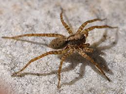 So können spinnen im garten angesiedelt werden. Spinnen Bestimmen Expedio