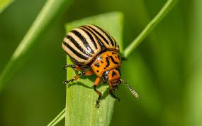 Image result for květopas jahodníkový