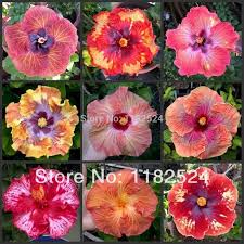 Maybe you would like to learn more about one of these? Compare Prices On Hibiscus Planting Online Shopping Buy Low Price Hibiscus Planting At Factory Price Aliexpress Com Hibiscus Plant Hibiscus Flowers Hibiscus