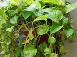 31 695 Money Plant Photos Free Royalty Free Stock Photos From Dreamstime Money plant is an indoor ornamental plant. 31 695 money plant photos free