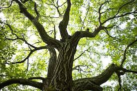 Walnut Trees Lovetoknow